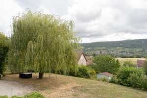 Weeping willow